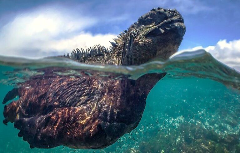 14 Aquatic Animals That Breathe Air