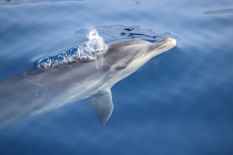 Bottlenose Dolphins