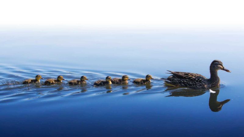 Tiny Swimmers With Built-In Life Jackets
