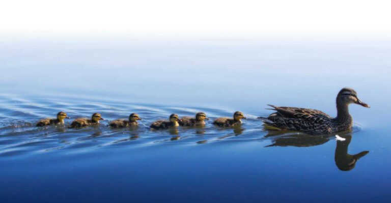 14 Baby Animals In The Wild And How They Learn To Survive