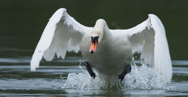 14 Beautiful Animals With Dangerous Secrets