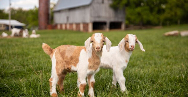 14 Best Farm Animals For Small Farms Across America