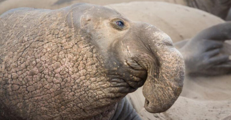 14 Big-Nosed Animals And The Unexpected Reasons They Need Them
