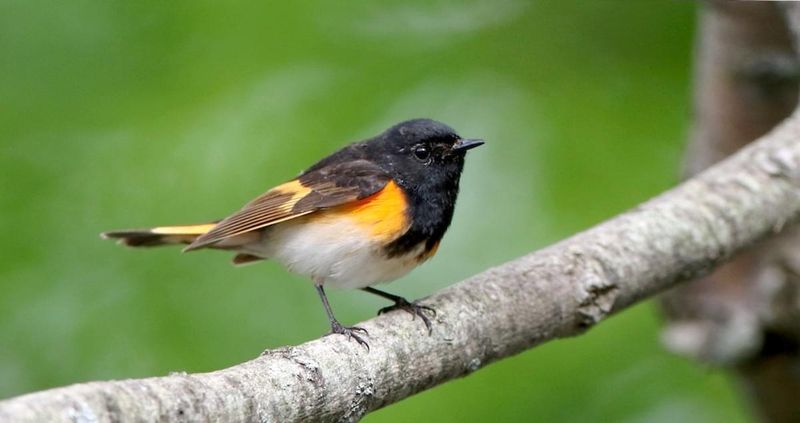 American Redstart