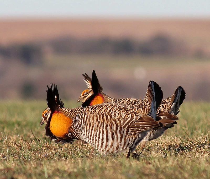The Greater Prairie-Chicken