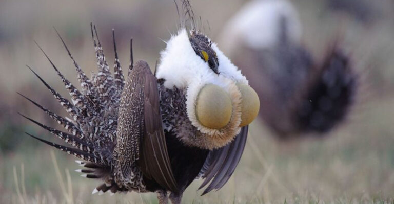 14 Birds That Used To Define The Great Plains And Where You Can Find Them Now