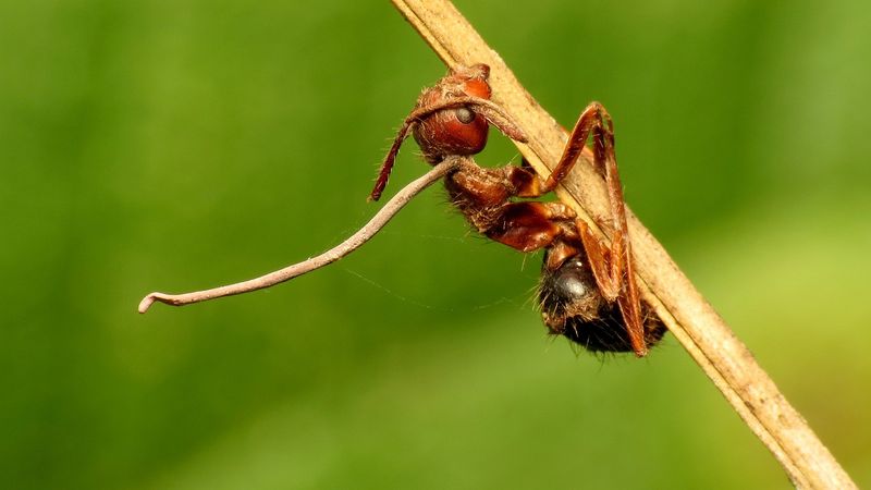 Zombie Ant Fungus
