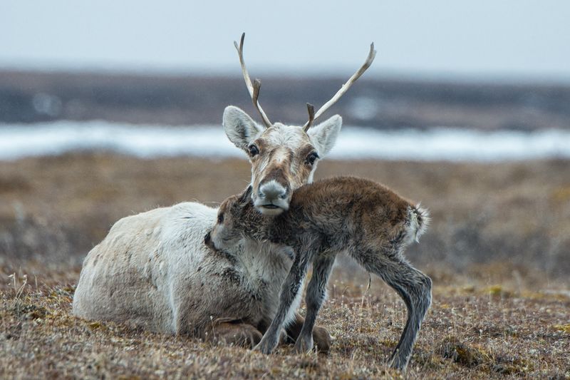 Porcupine Caribou Herd