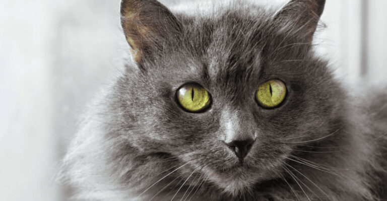 14 Cat Breeds That Bond Deeper With Introverts