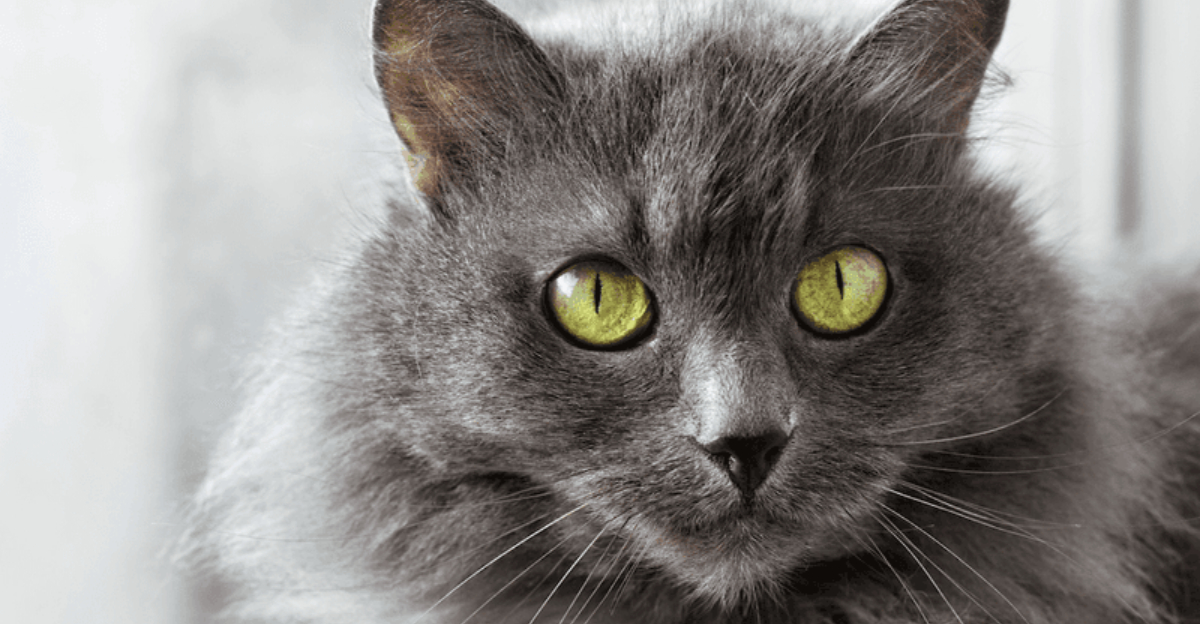 14 Cat Breeds That Bond Deeper With Introverts