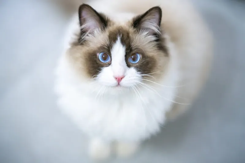 Ragdoll: The Gentle Shadow