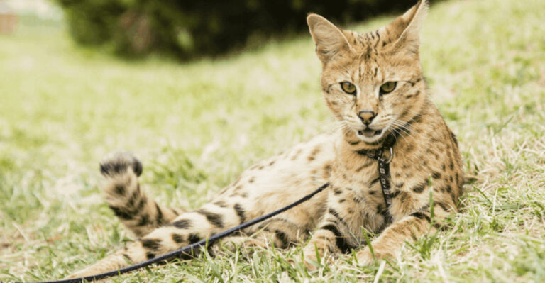 14 Cat Breeds That Cannot Be Kept As Pets