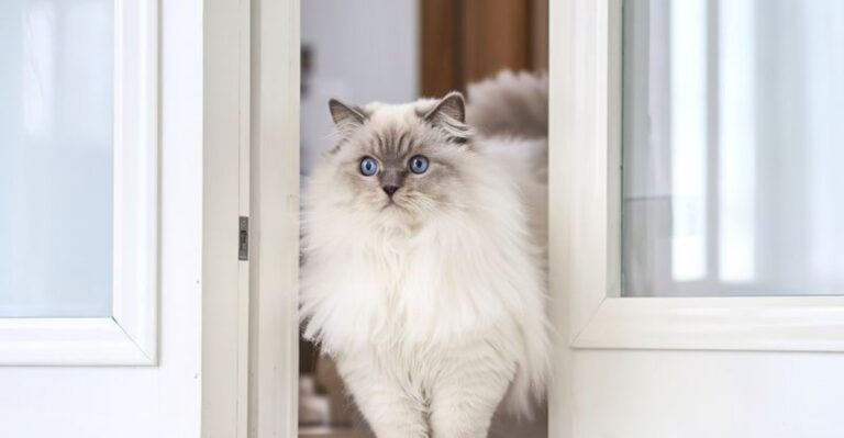 14 Cat Breeds That Greet You At The Door Like A Dog