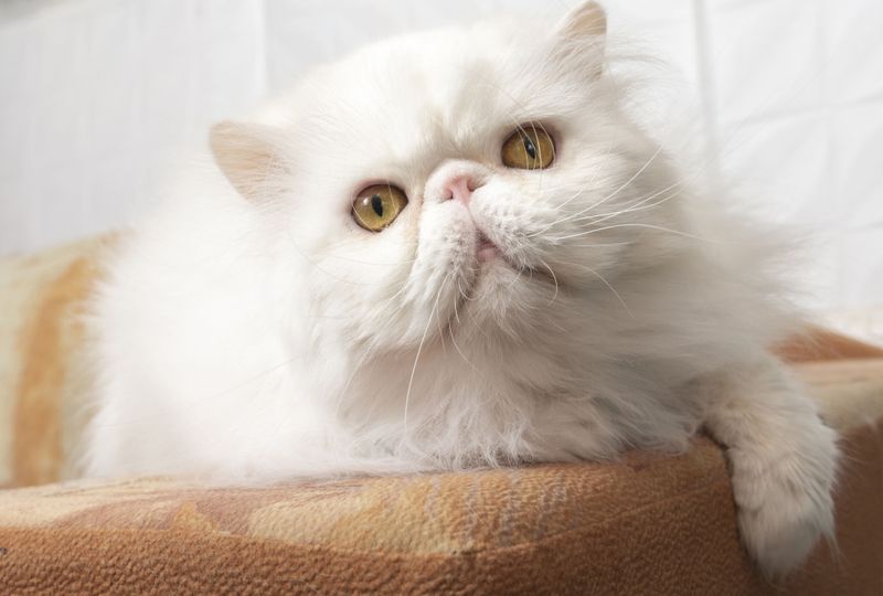 The Mysterious Persian
