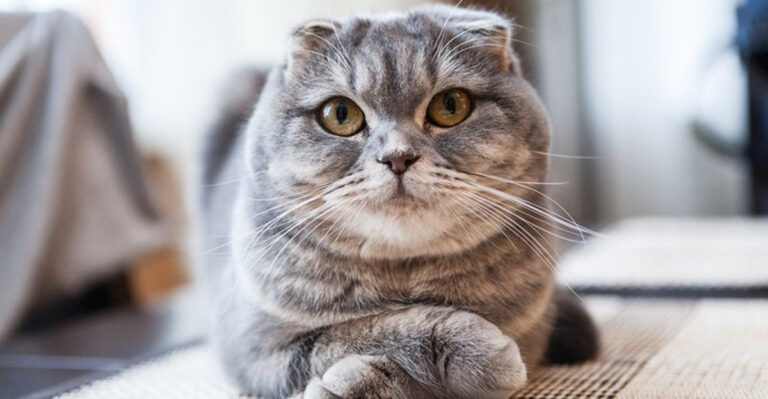 14 Cat Breeds That Thrive On Quiet Bonding Rather Than Constant Interaction