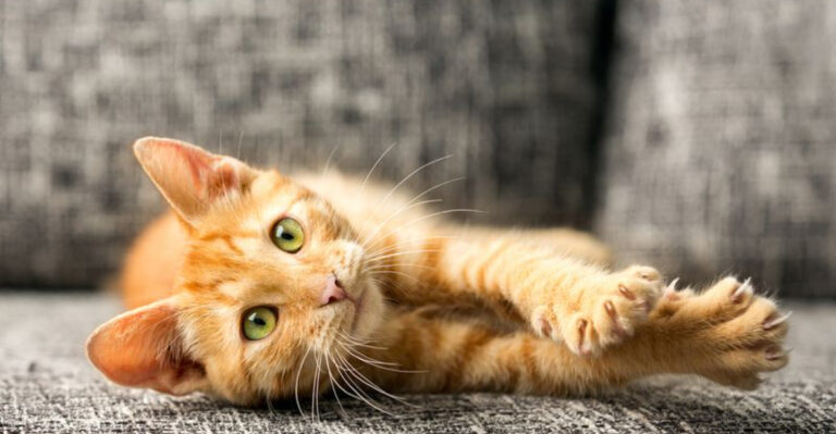 14 Cat Neurological Disorders Every Pet Parent Should Recognize