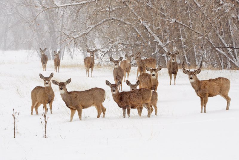 Growing A Super-Insulated Winter Coat