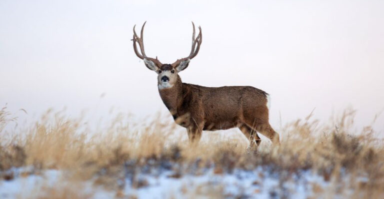 14 Clever Tricks Mule Deer Use To Endure Rocky Mountain Winters