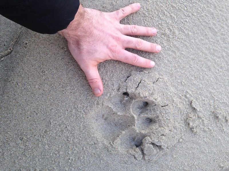 Fresh Paw Prints Appear In Soft Ground
