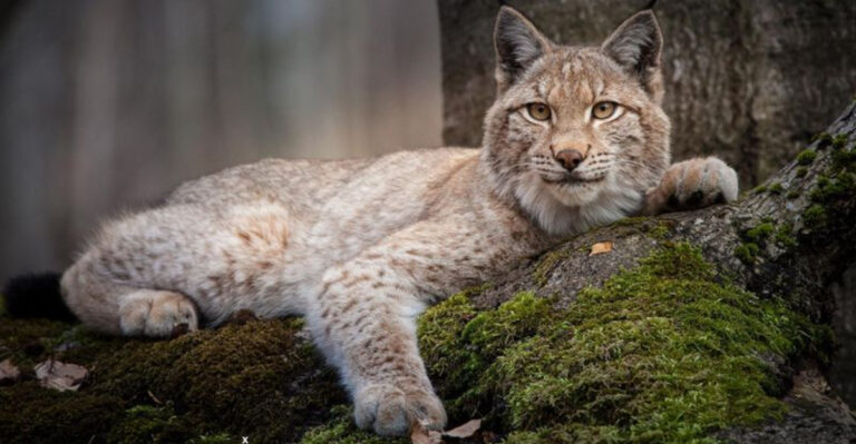 14 Clues That A Wild Cat Might Be Watching You In The Wilderness