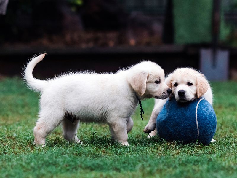 Skipping Puppy Socialization
