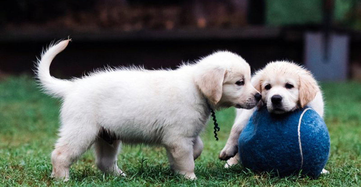 14 Common Mistakes Dog Owners Realize Too Late