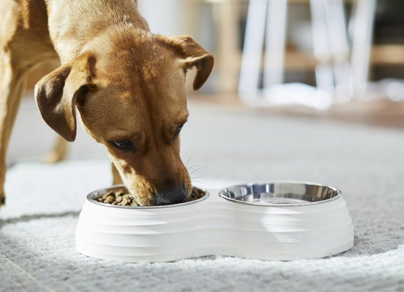 Grain-Free Diets Are Always Healthier