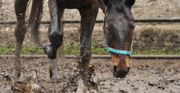 14 Common Struggles Of Owning A Horse That You Can't Ignore