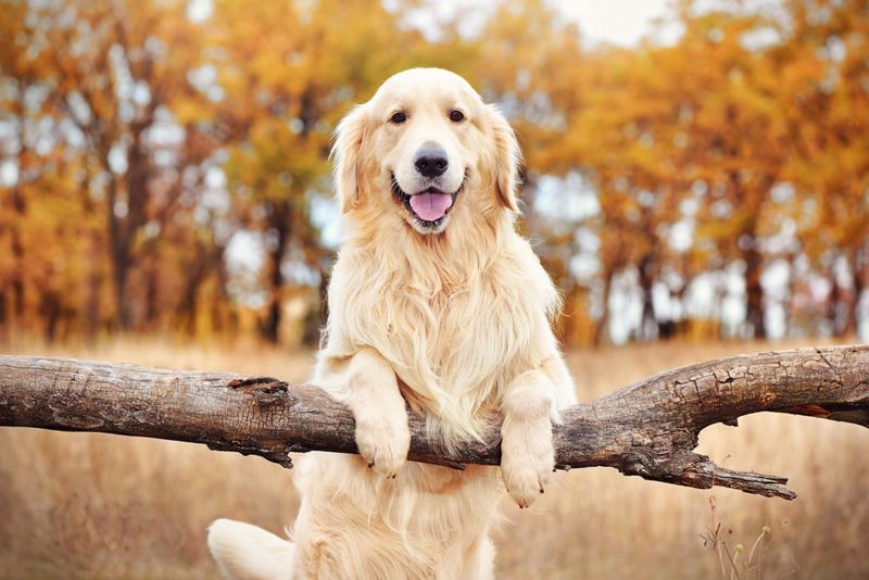 Golden-Hearted Companions