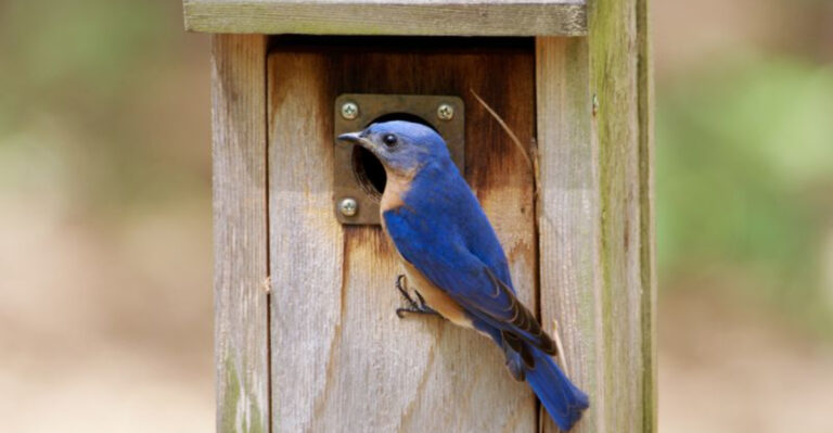 14 Creative Ways To Attract Birds Without Using Feeders
