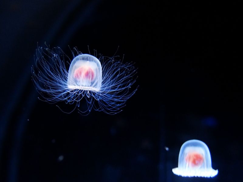 Immortal Jellyfish