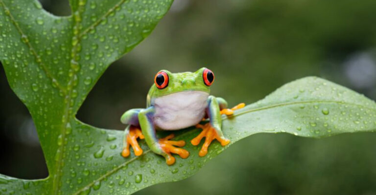 14 Creatures That Can Do Things Science Can’t Fully Explain