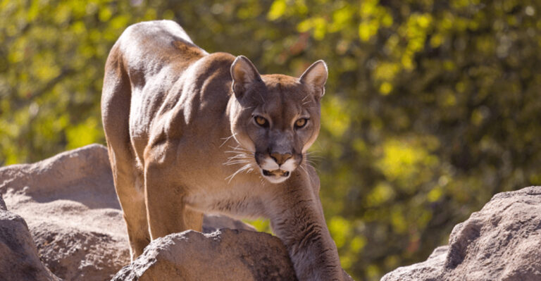 14 Dangerous Creatures Hiding In California’s Wilderness