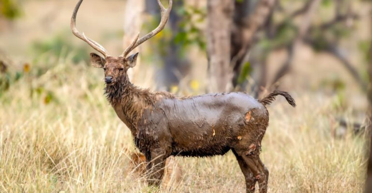 14 Differences Between Sambar Deer And Other Cervids