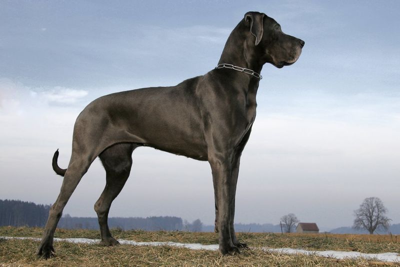 Gentle Giants With Heart: Great Danes
