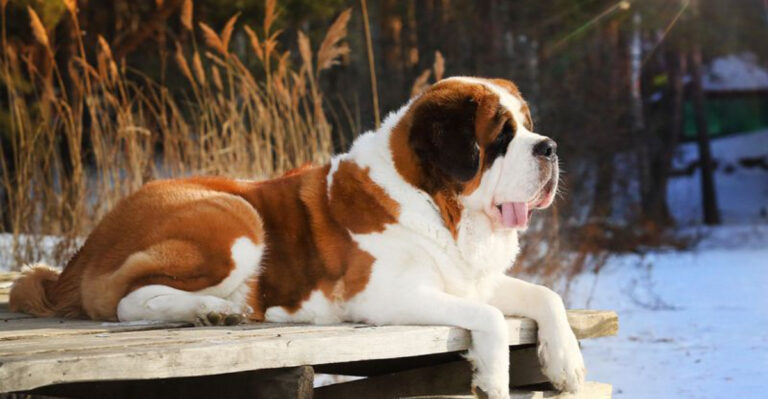14 Dog Breeds Gen Z Avoids At All Costs