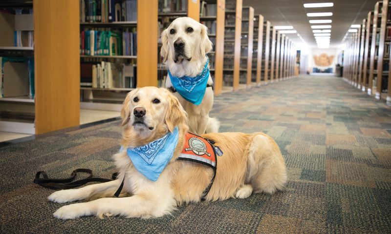 Golden Retrievers: Sunshine In Fur Form