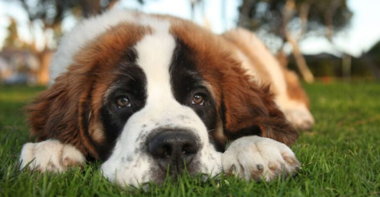 14 Dog Breeds Known For Their Incredible Comforting Abilities