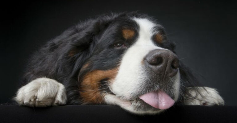 14 Dog Breeds So Quirky They’ll Win You Over Instantly