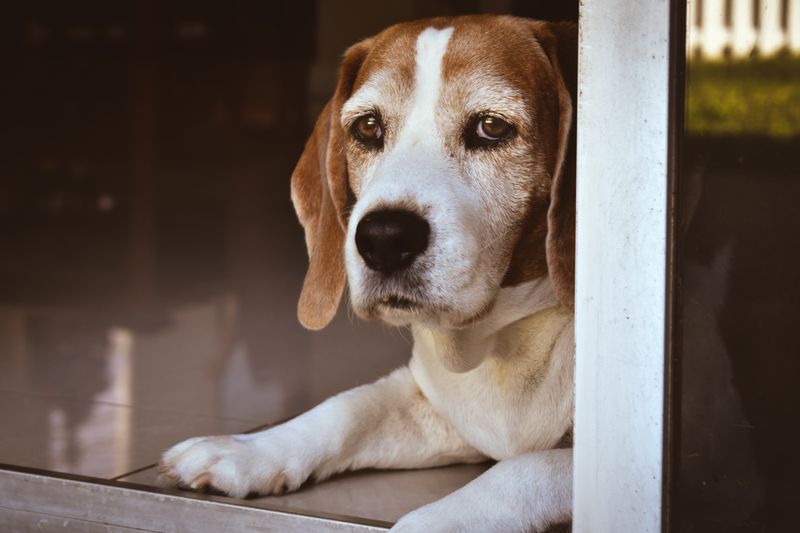Beagle Buddies Forever Young