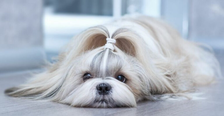 14 Dog Breeds That Age Gracefully And Melt Your Heart In Their Golden Years