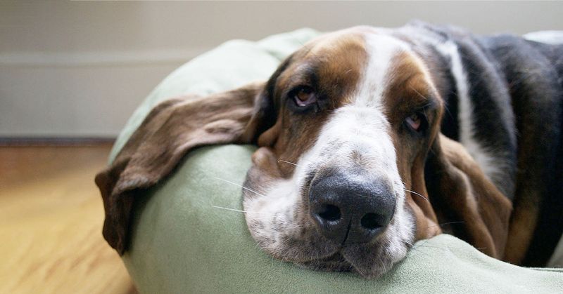 Basset Hound: The Laid-Back Lounger