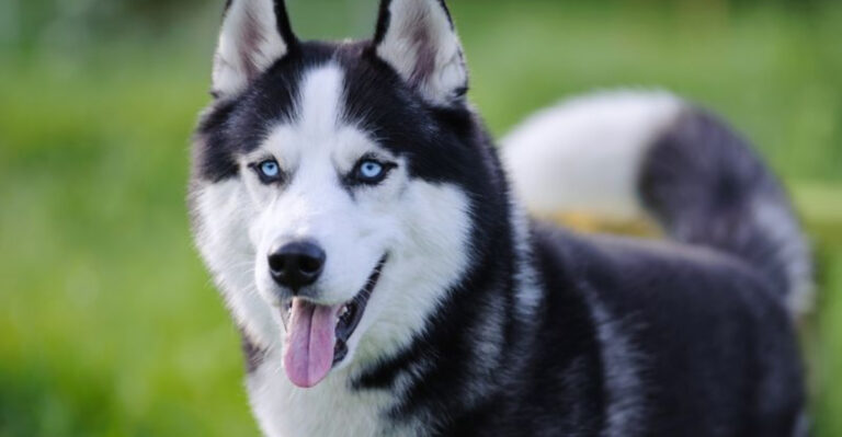 14 Dog Breeds That May Struggle Living With Other Pets