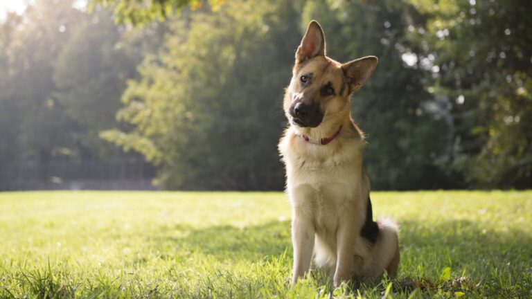 14 Dog Breeds That Shouldn't Be Crossed With A German Shepherd