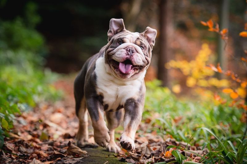 English Bulldogs: Breathing Battles
