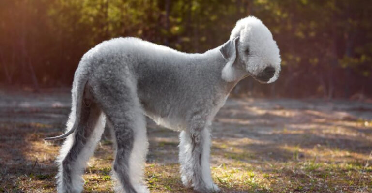 14 Dog Breeds That Shouldn’t Exist But Somehow Do