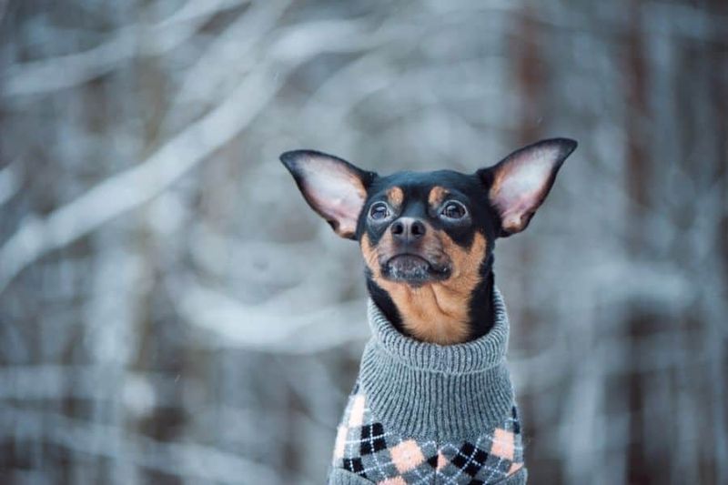 Chihuahuas: Tiny Bodies, Big Chills