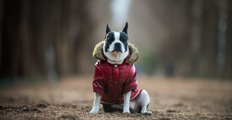 14 Dog Breeds You Should Never Leave Outside In The Cold