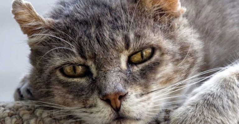 14 Emotional Benefits Of Sharing Your Home With Senior Shelter Cats