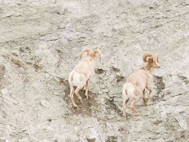 Mountain Masters